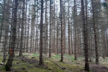 Reboisement - Azoudange (57)