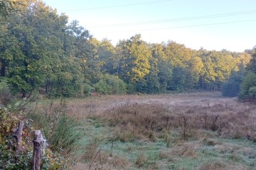 Boisement - Lamazière-Basse (19)