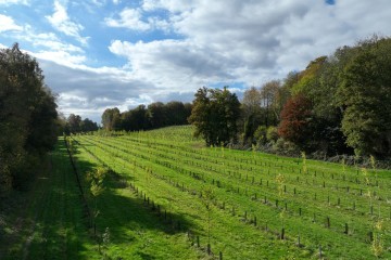 Boisement - Beauval-en-Caux (76)