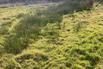 Boisement - Coulandon (03)