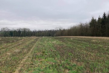 Boisement - La Vicogne (80)