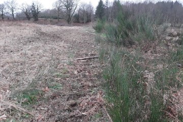 Boisement - Saint Pardoux-le-Lac (87)