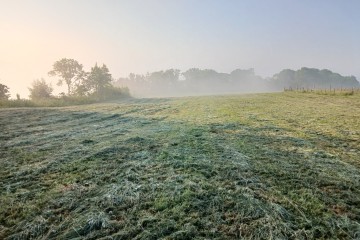 Boisement - Tourville-les-Ifs (76)