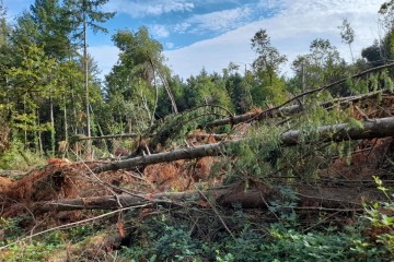 Reboisement - Bost (03)