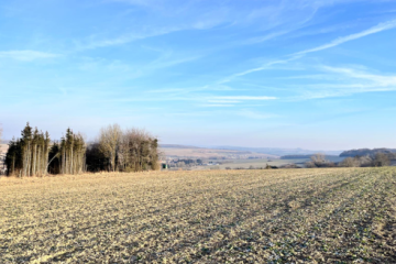 Boisement - Tromborn (57)