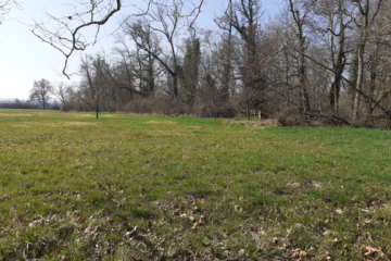 Boisement - Villefargeau (89)