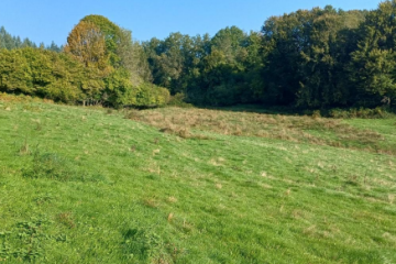 Boisement - Saint-Pardoux-le-vieux (19)