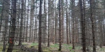 Reboisement - Azoudange (57)