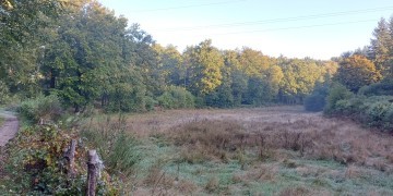 Boisement - Lamazière-Basse (19)