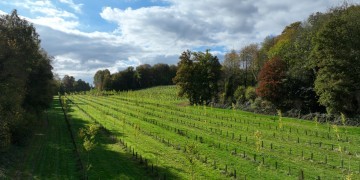 Boisement - Beauval-en-Caux (76)