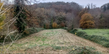 Boisement - La-Celle-Dunoise (23)