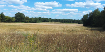 Boisement - Limoges (87)