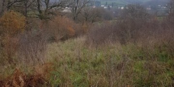 Boisement - Marmagne (71)