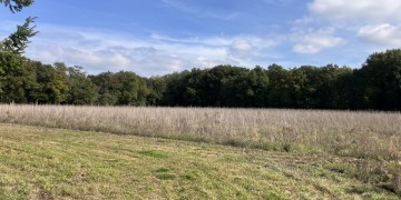 Boisement - Aubigny-sur-Nère (18)