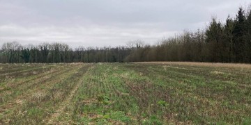Boisement - La Vicogne (80)