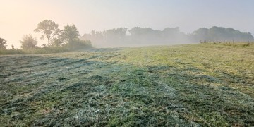 Boisement - Tourville-les-Ifs (76)
