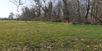 Boisement - Villefargeau (89)