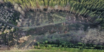 Reboisement - Enchenberg 11 (57)