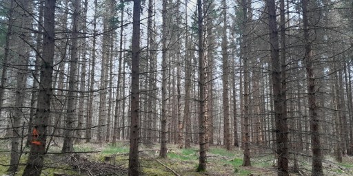 Reboisement - Azoudange (57)