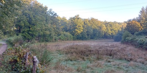 Boisement - Lamazière-Basse (19)