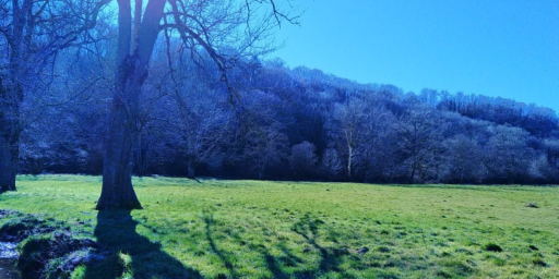 Boisement - La Celle Dunoise bis (23)