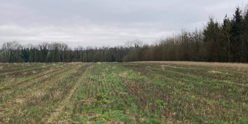 Boisement - La Vicogne (80)