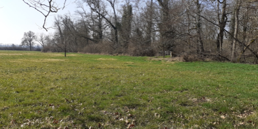 Boisement - Villefargeau (89)