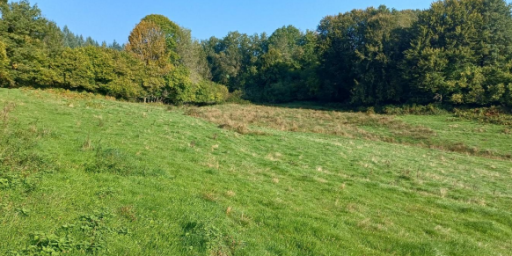 Boisement - Saint-Pardoux-le-vieux (19)