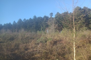 Boisement - Gentioux-Pigerolles (23)