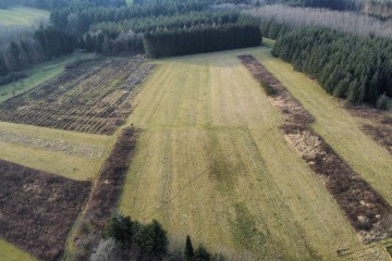 Boisement - Enchenberg 10 (57)