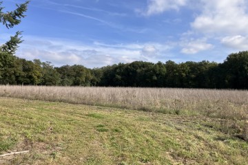 Boisement - Aubigny-sur-Nère (18)