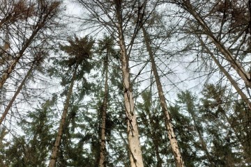 Reboisement - Saint-Agnan-en-Morvan (58)