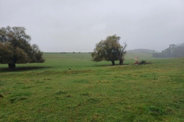 Boisement - Brimeux (62)