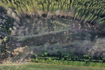 Reboisement - Enchenberg 11 (57)