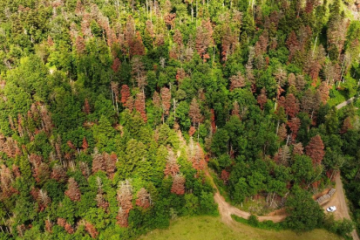 Boisement - Limoges (87)