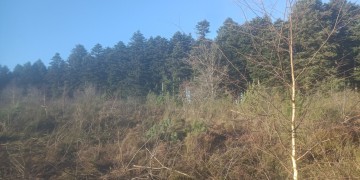 Boisement - Gentioux-Pigerolles (23)