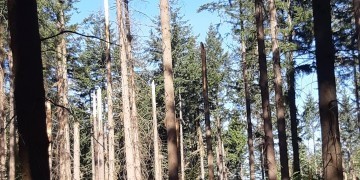 Reboisement - Mornay (71)
