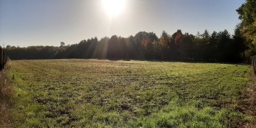 Boisement - Haramont (02)