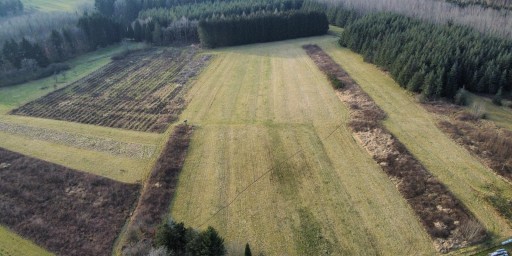 Boisement - Enchenberg 10 (57)