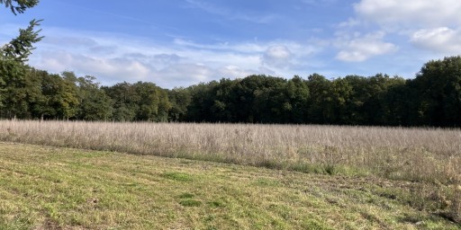 Boisement - Aubigny-sur-Nère (18)