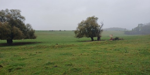 Boisement - Brimeux (62)