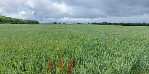 Boisement - Conteville (60)
