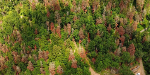 Boisement - Limoges (87)