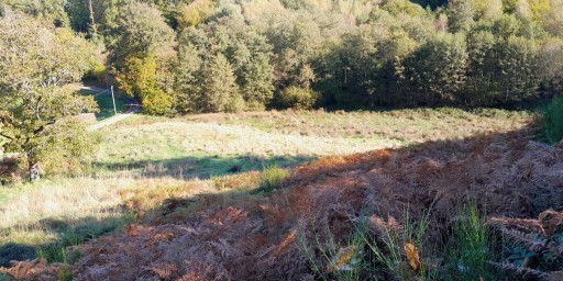 Boisement - Sousceyrac-en-Quercy